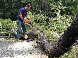 Trusted Genoa, AR Tree Removal Experts