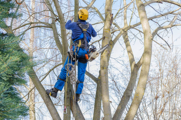 Best Fruit Tree Pruning  in Genoa, AR